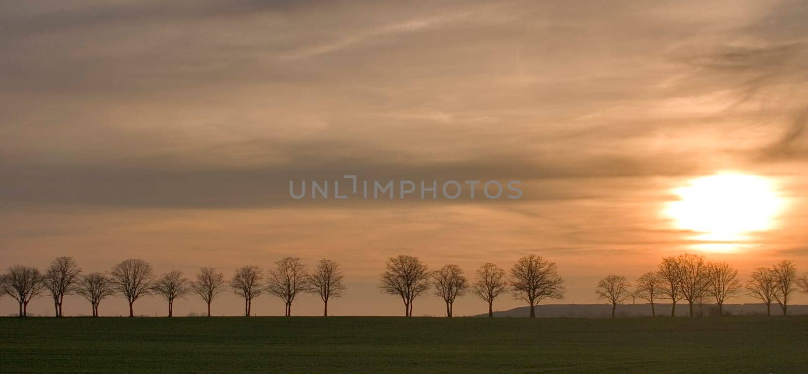 Avenue at sunset