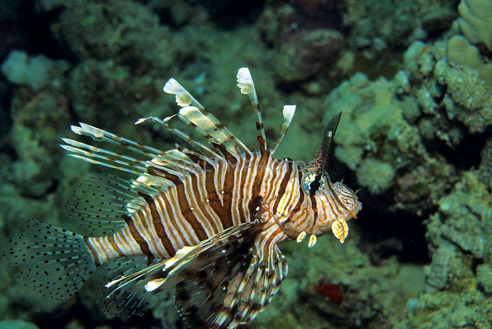 Lionfish,Red Sea