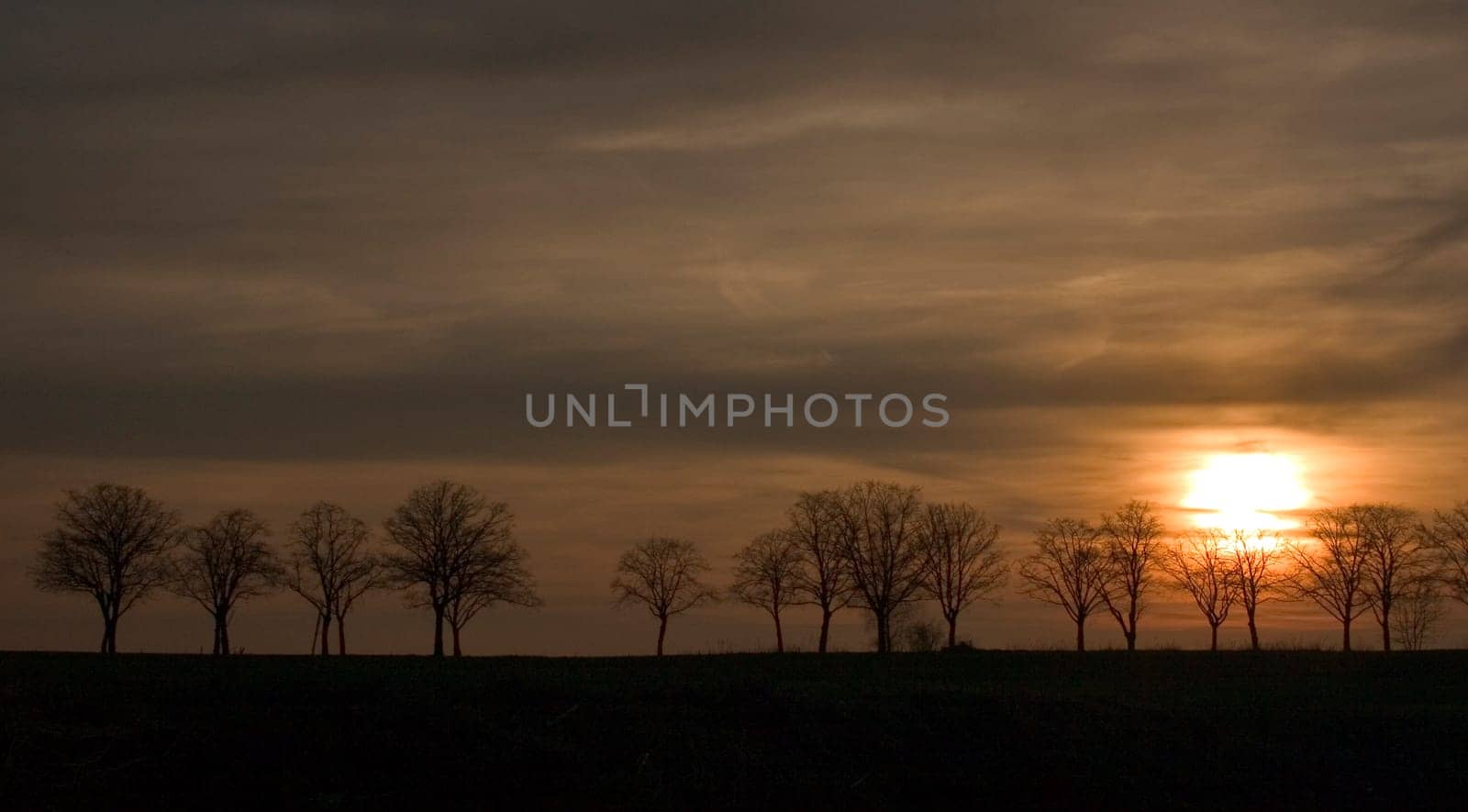 Avenue at sunset