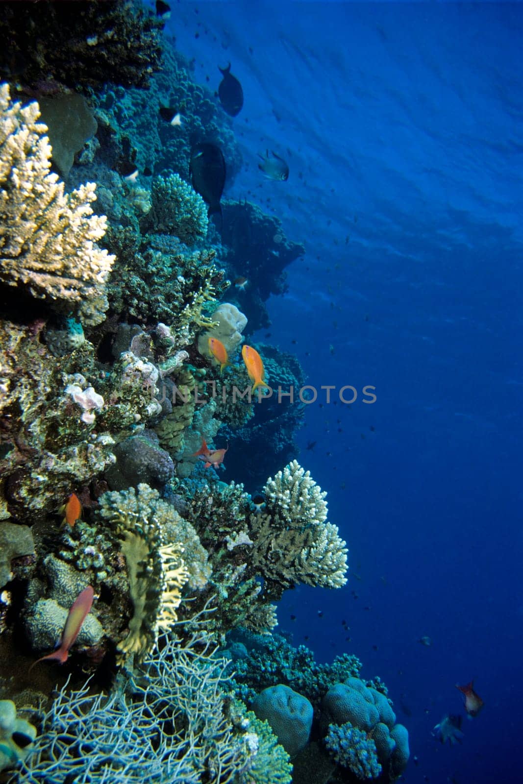 Coral Reef Steep Wall,Red Sea