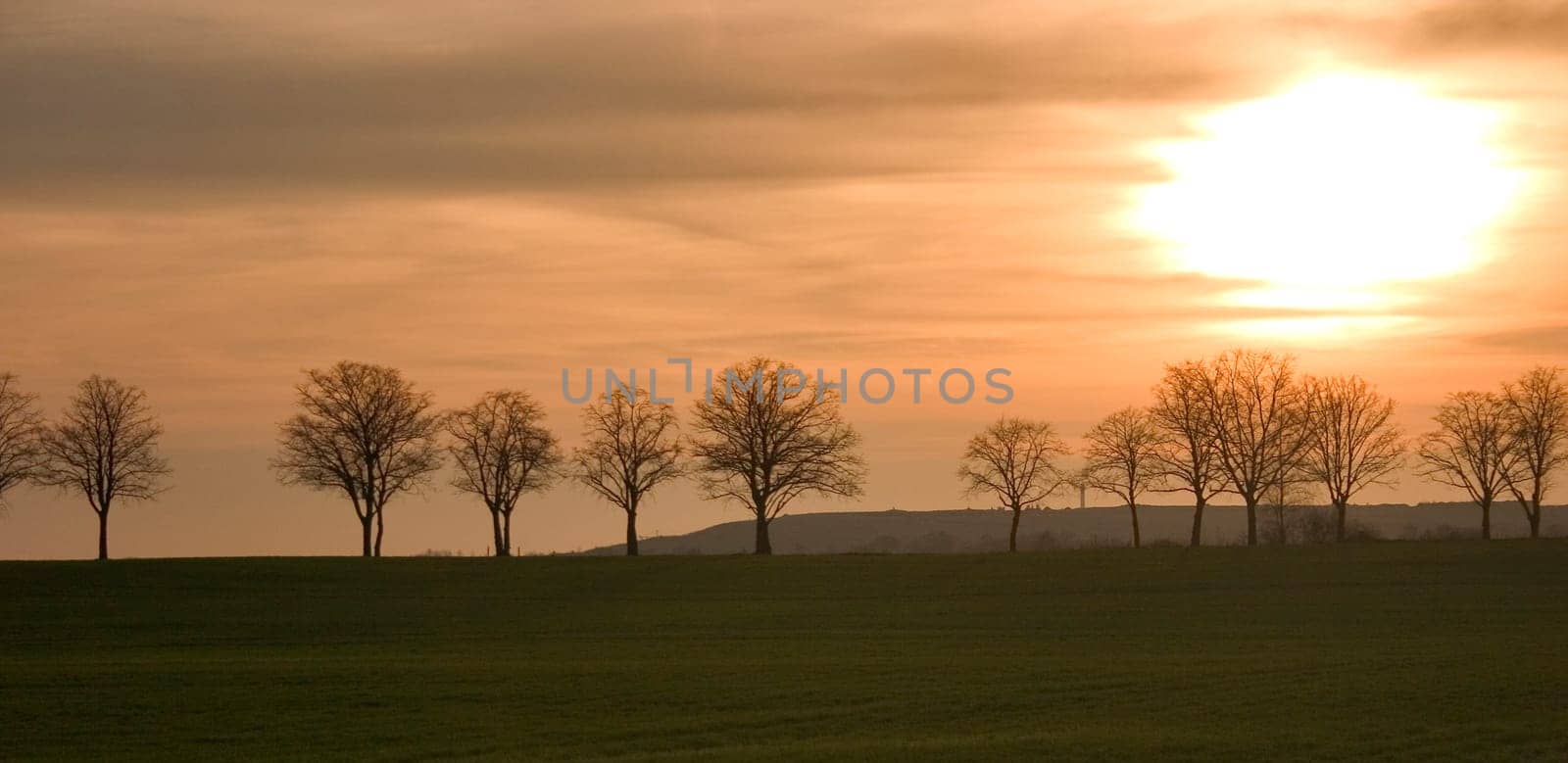 Avenue at sunset