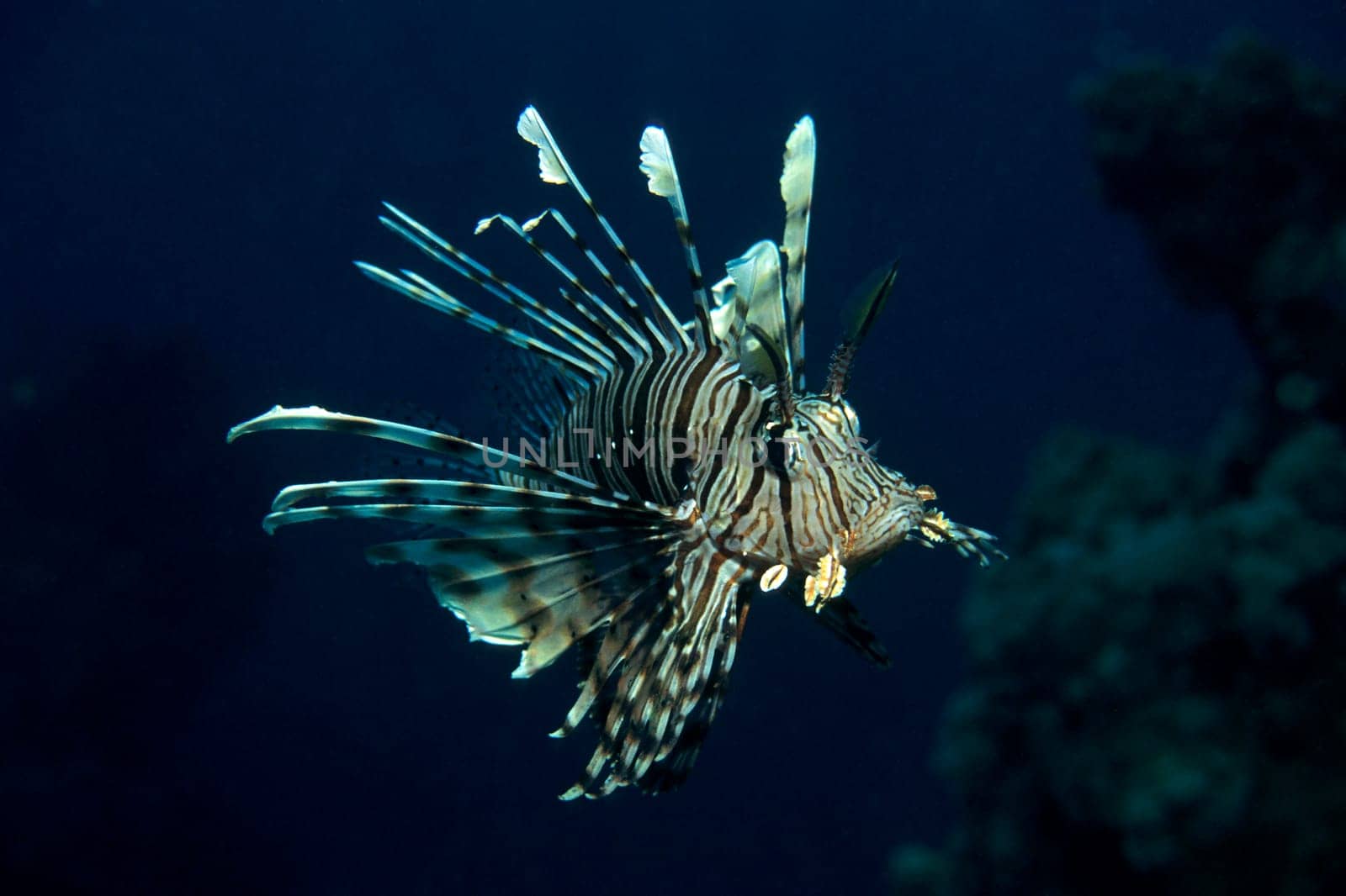 Lionfish,Red Sea