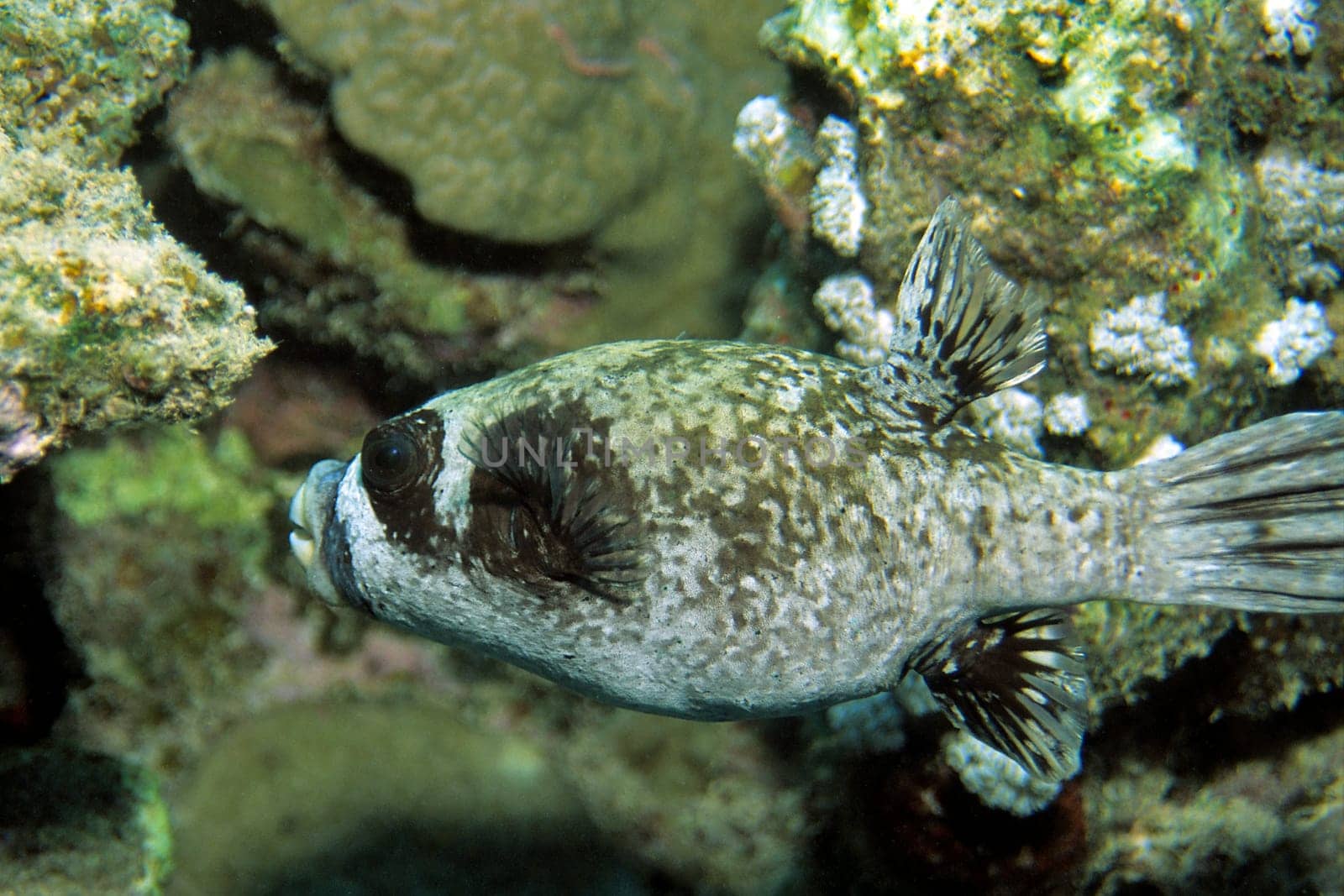 Masked pufferfish,Red Sea