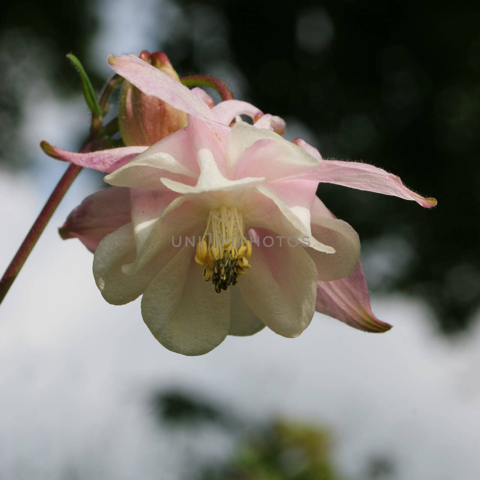 Columbine pink