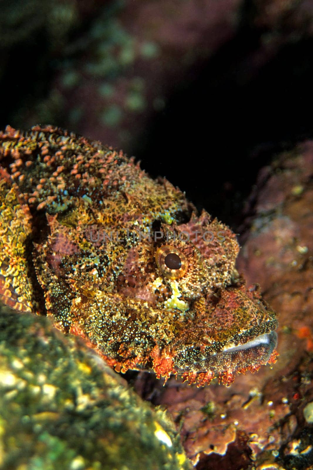 Fringed Dragonhead,Red Sea