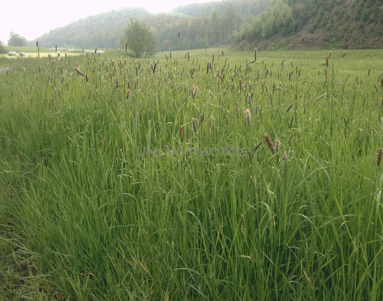 I actually found the high grass with a short "far-sightedness"" a nice photo"