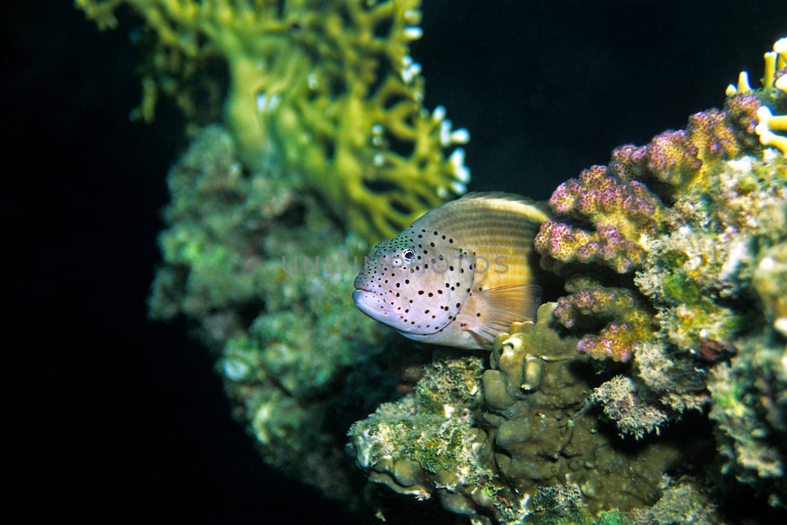Striped Coral Guardian,Red Sea