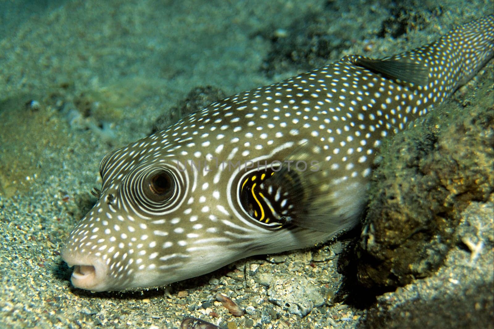 photographed in the Red Sea near El Quseir/Egypt