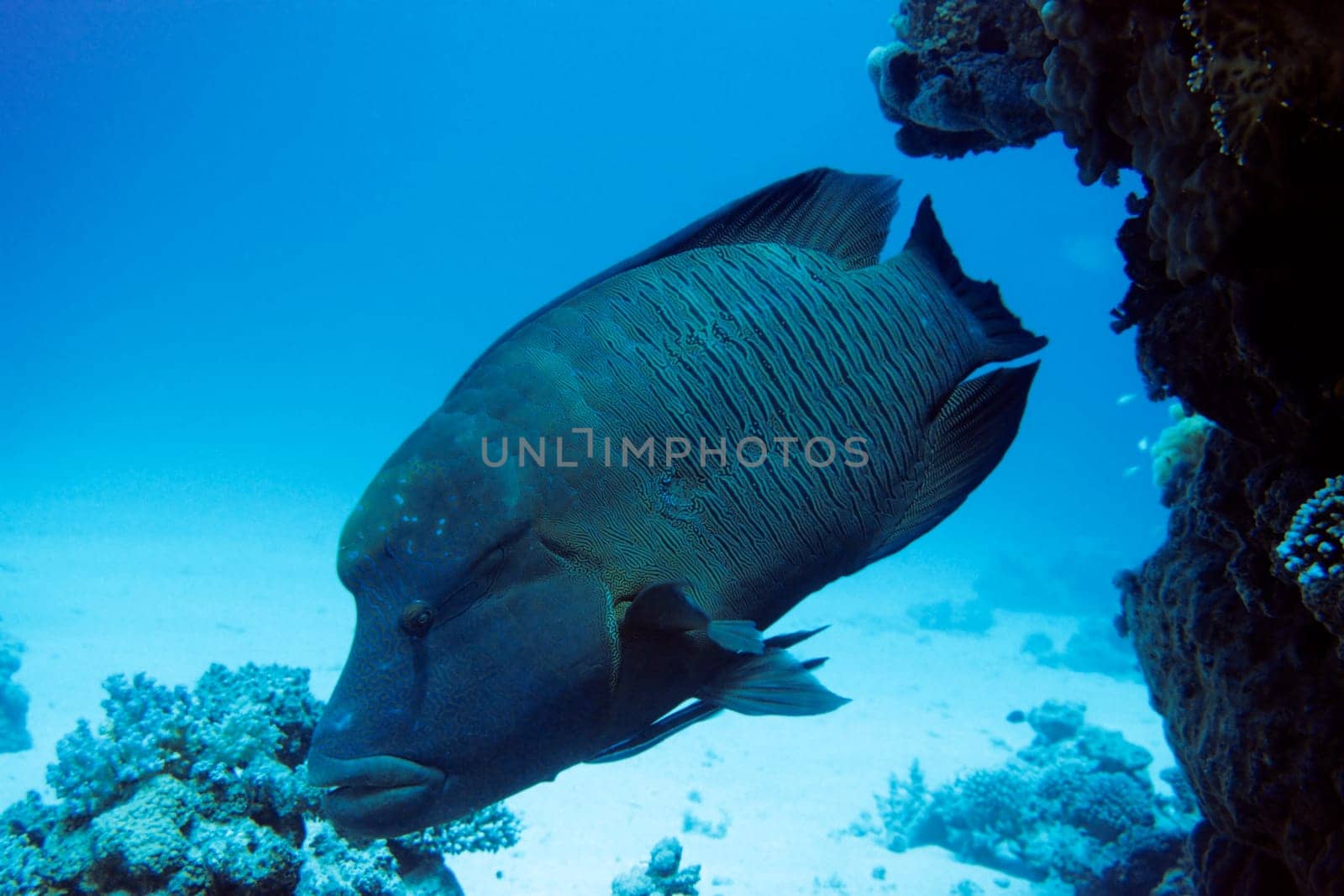 Napis grow up to 230cm tall. This one certainly had its 1.80m. Recorded at El Quseir/Egypt.