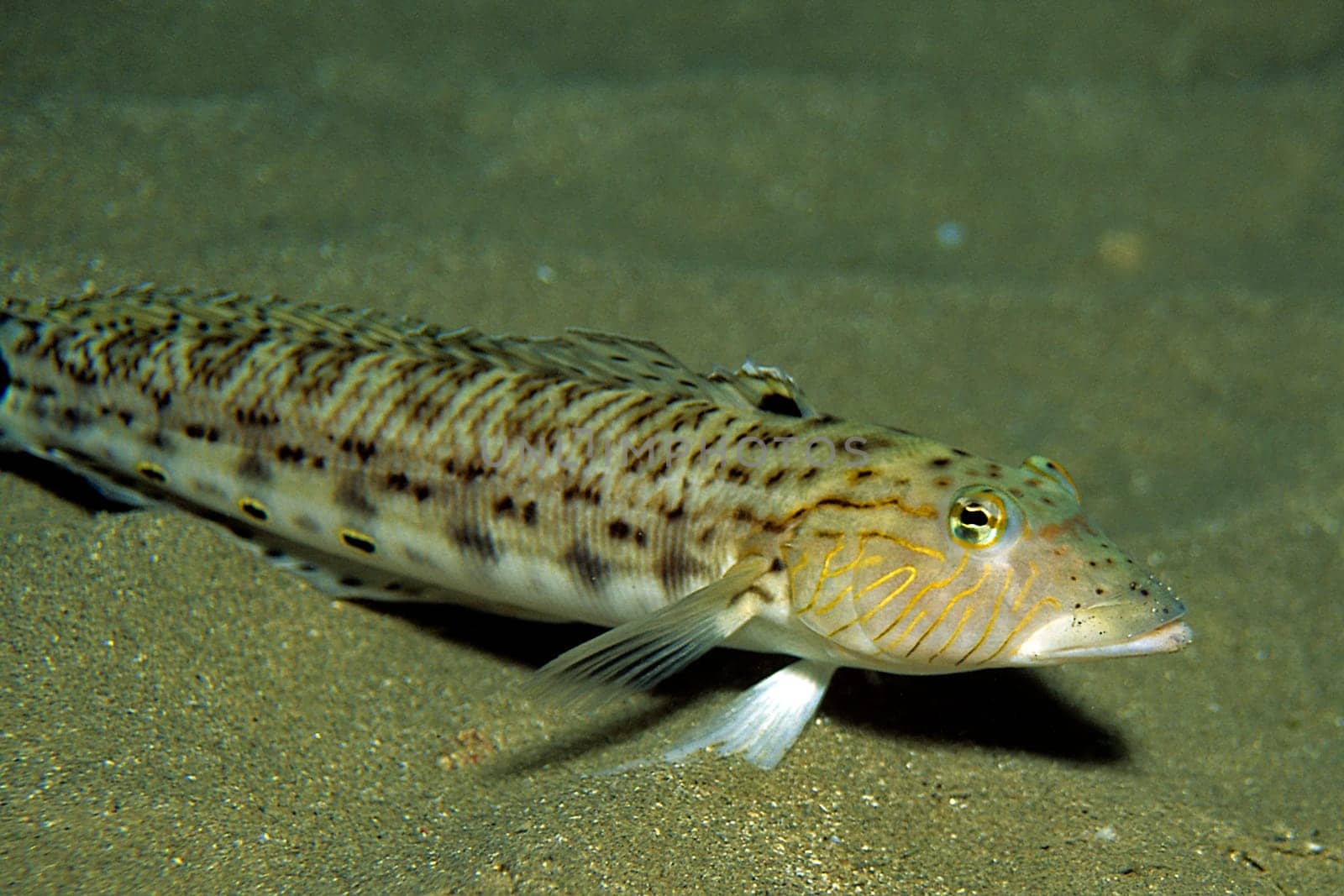 Tail-spotted sandfish,Red Sea