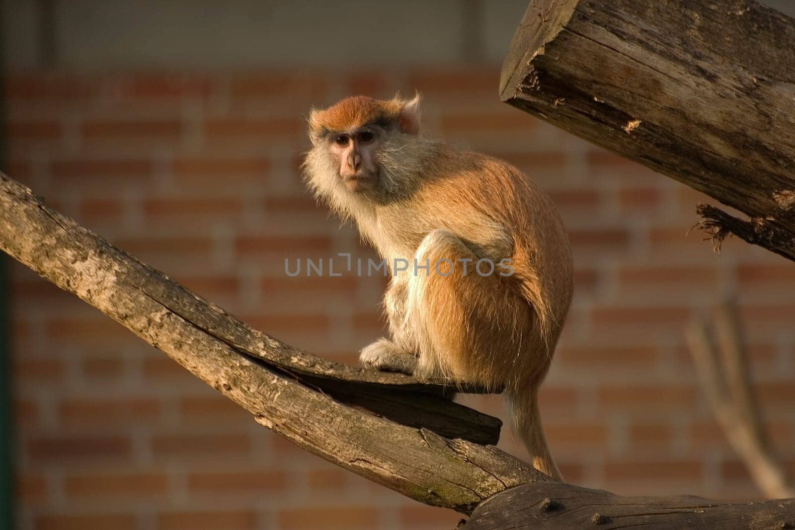 Monkey on tree trunk