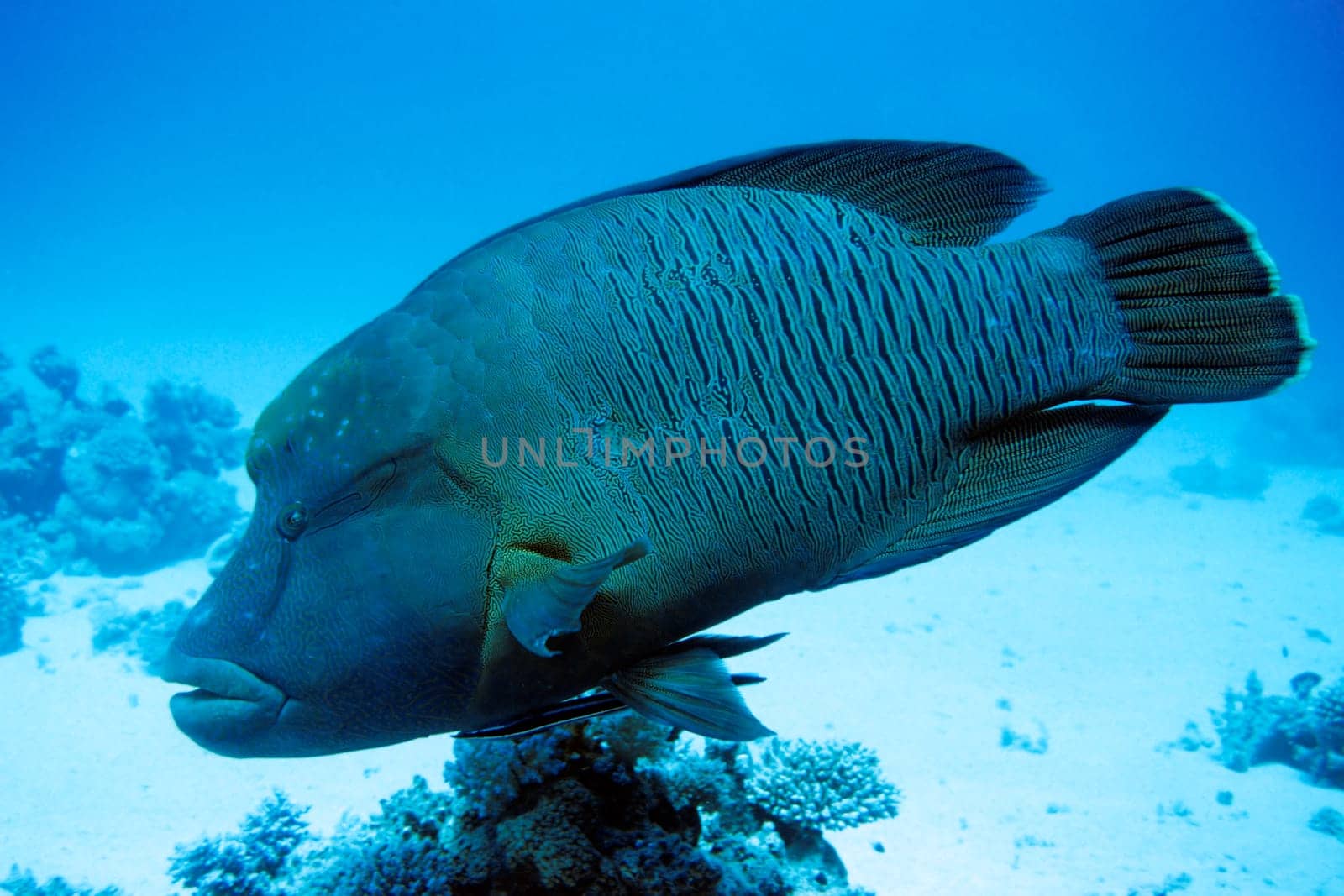 Napoleon's wrasse,Red Sea near El Quseir/Egypt