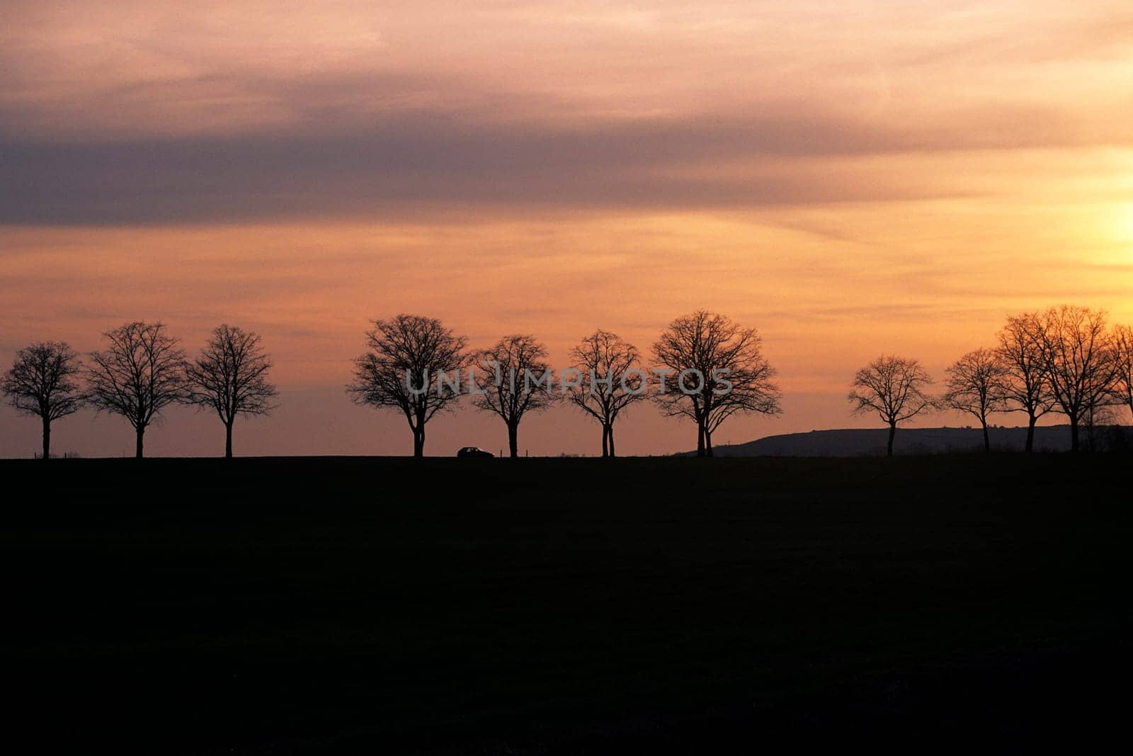 Avenue at sunset