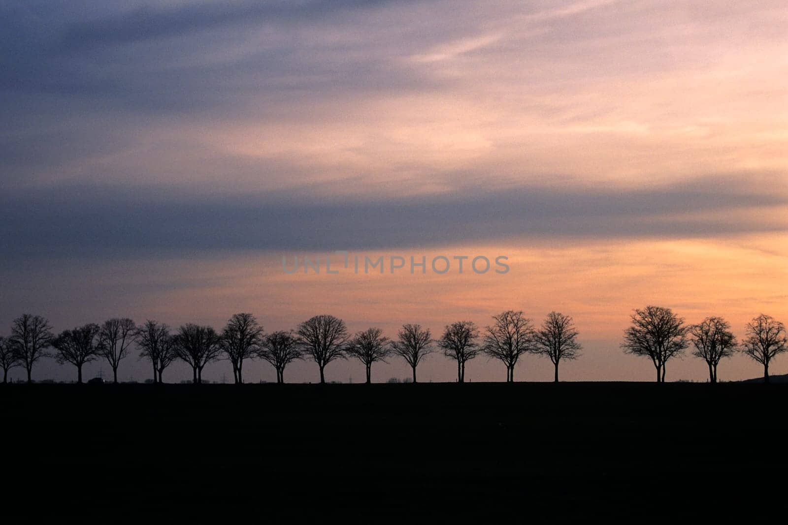 Avenue at sunset