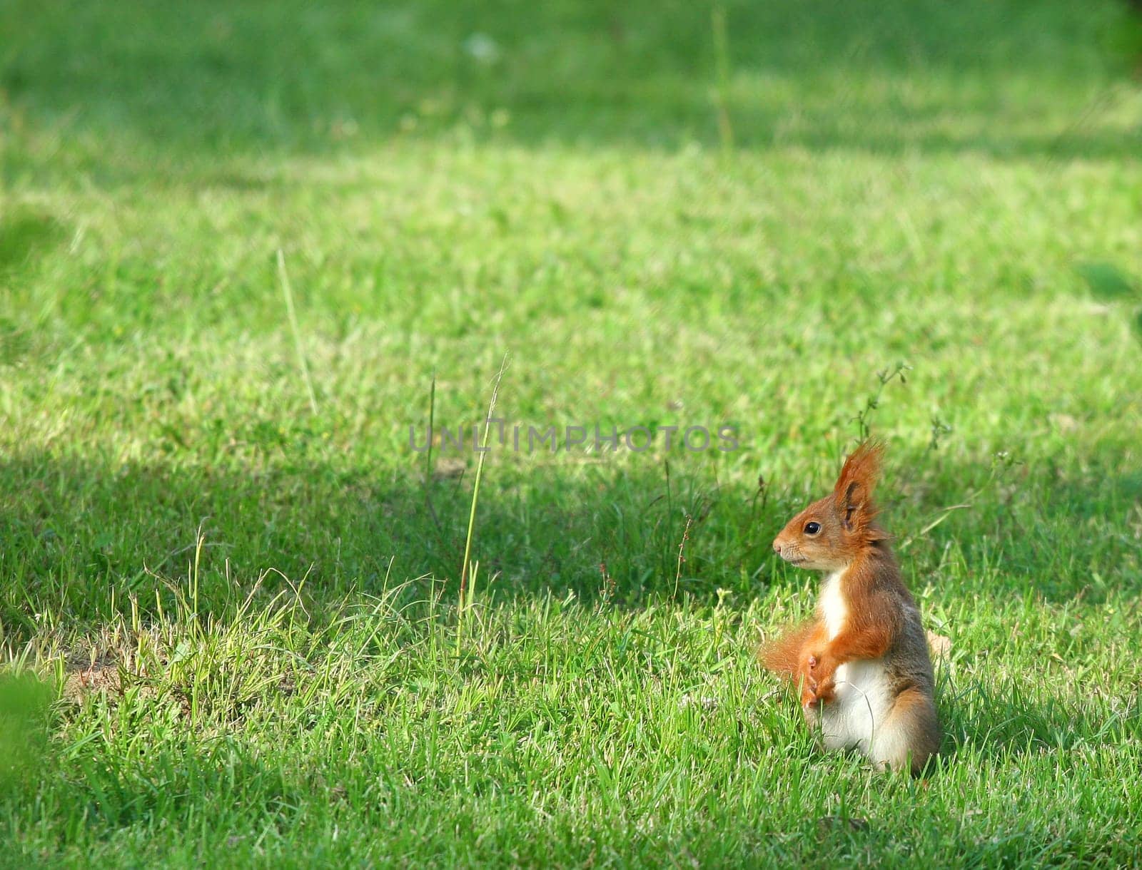 Squirrel