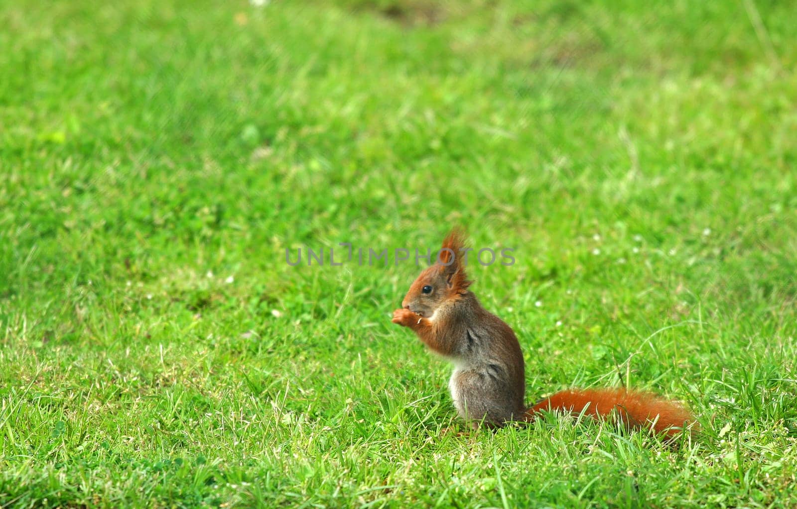 Squirrel