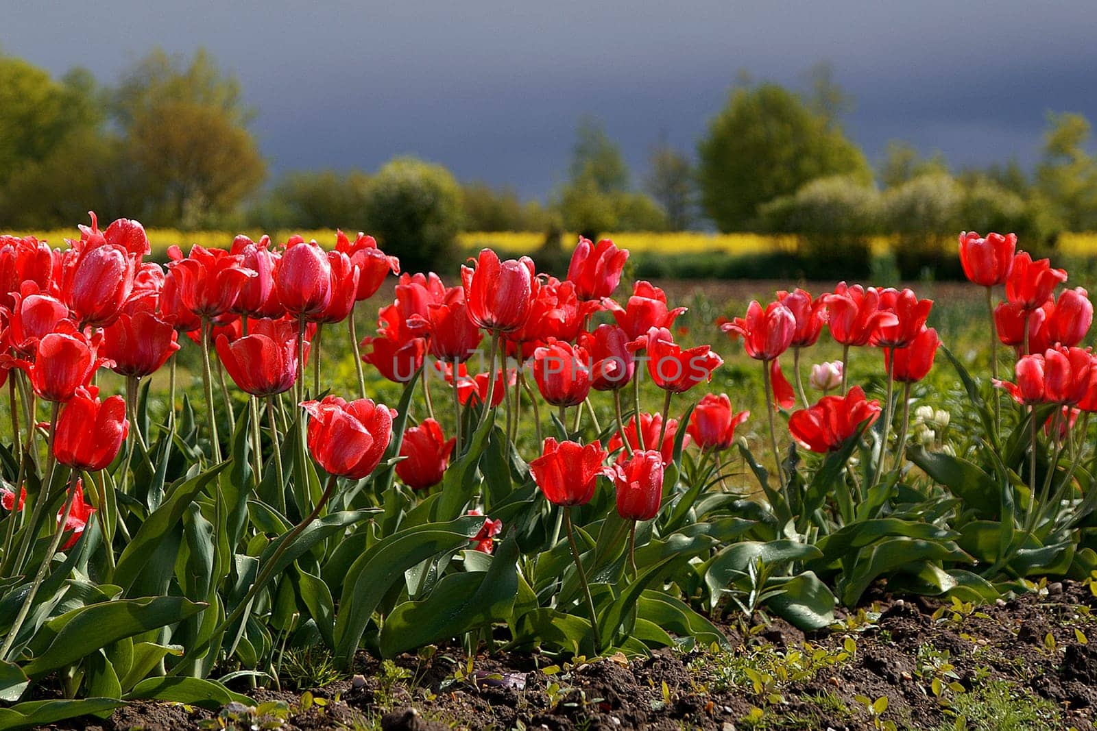 Heralds of spring