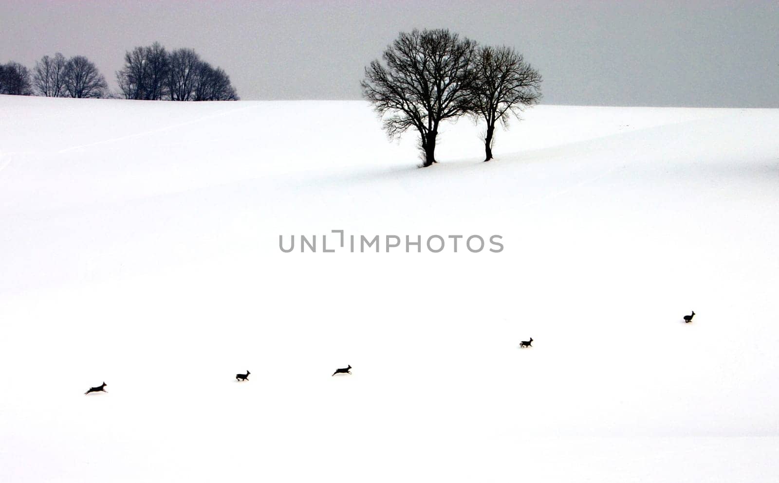 Wild animals
