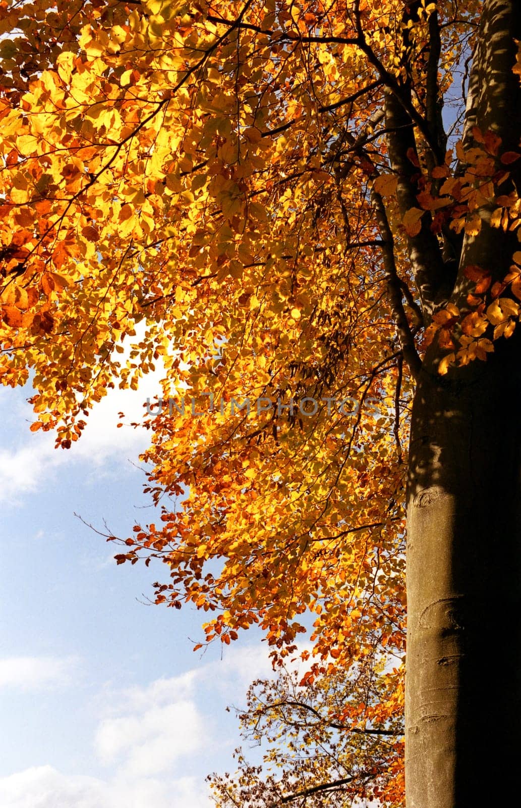 Autumn magic