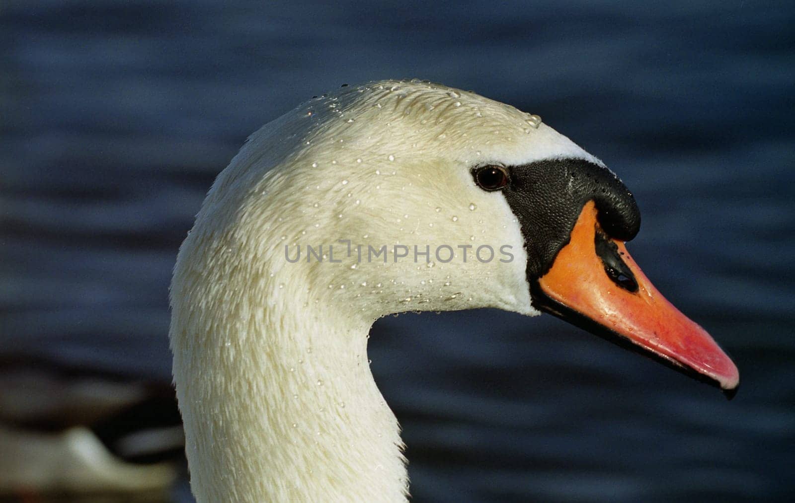with Sigma 180mm EX macro,aperture 9,1/180s (thanks for keeping still for the moment,dear swan),manual focusing