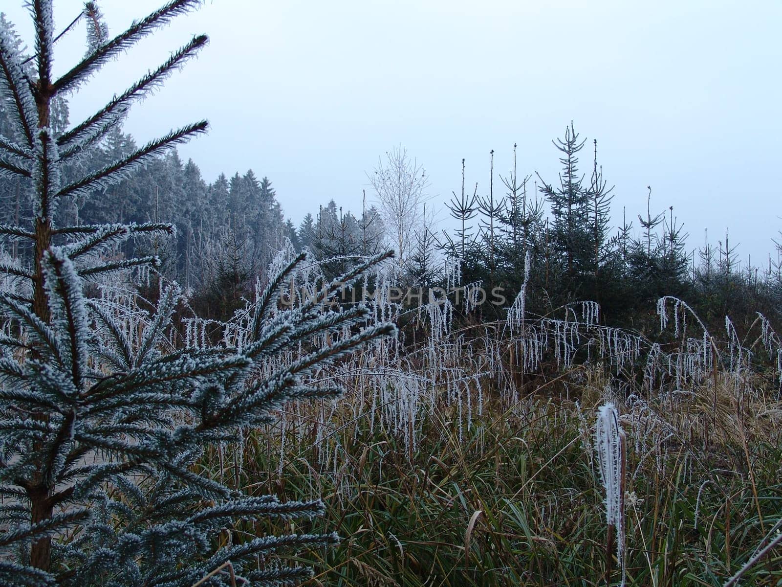 Icy nature