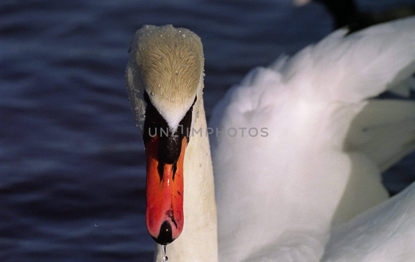 The king of the lake