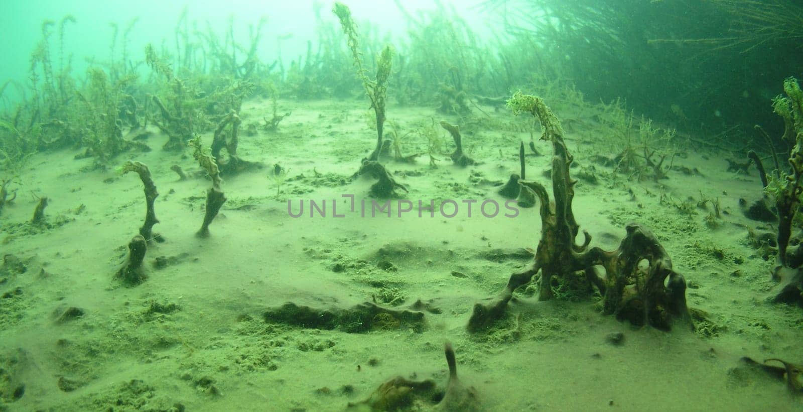 Spring Underwater! You can clearly see how the waterweed drives its young shoots through the layer of screw algae. Similar to young plants on land,which break through the protective foliage in spring.