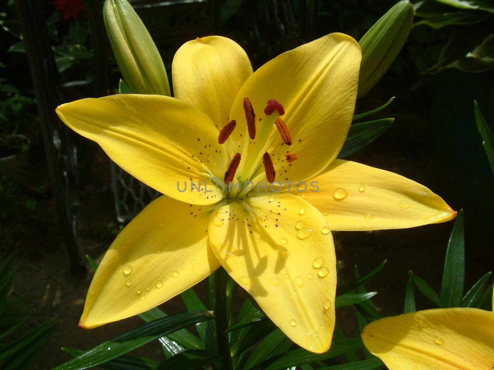 Lily