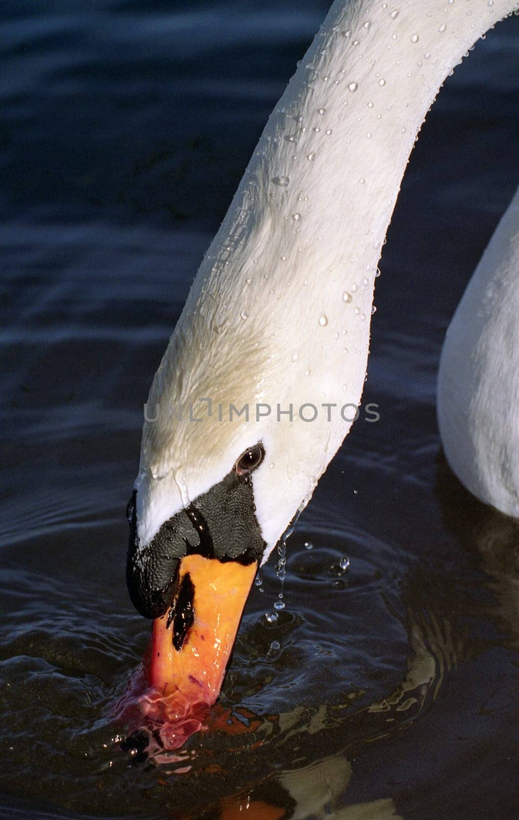King of the Lake