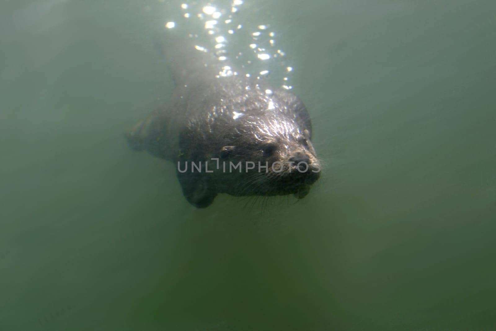 Under the sea