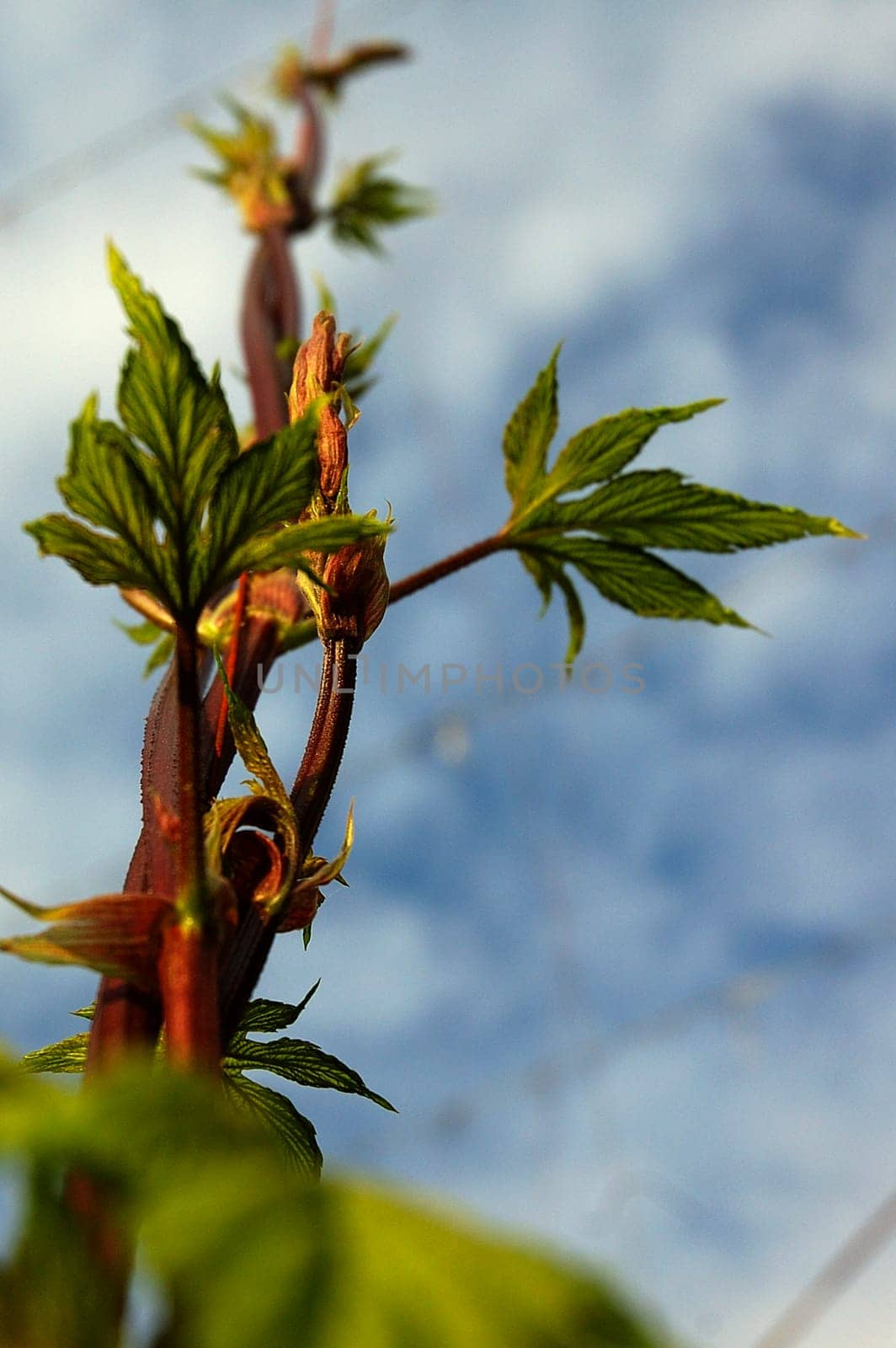 Hop plant