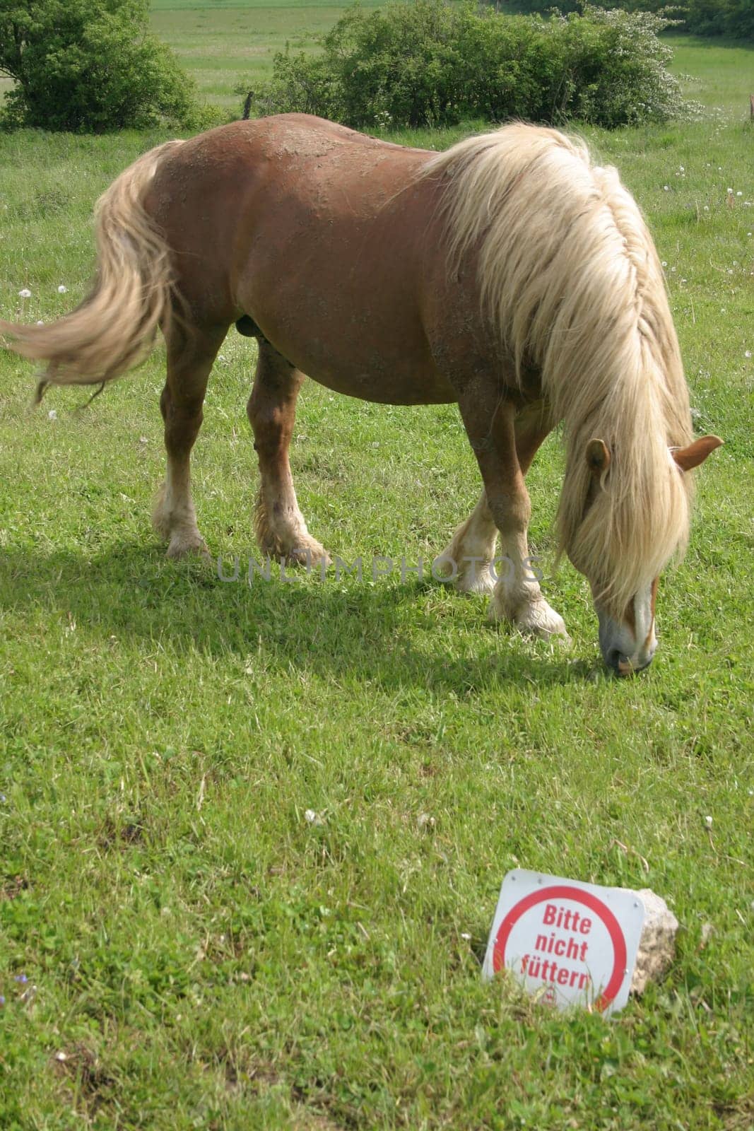 Feeding prohibited