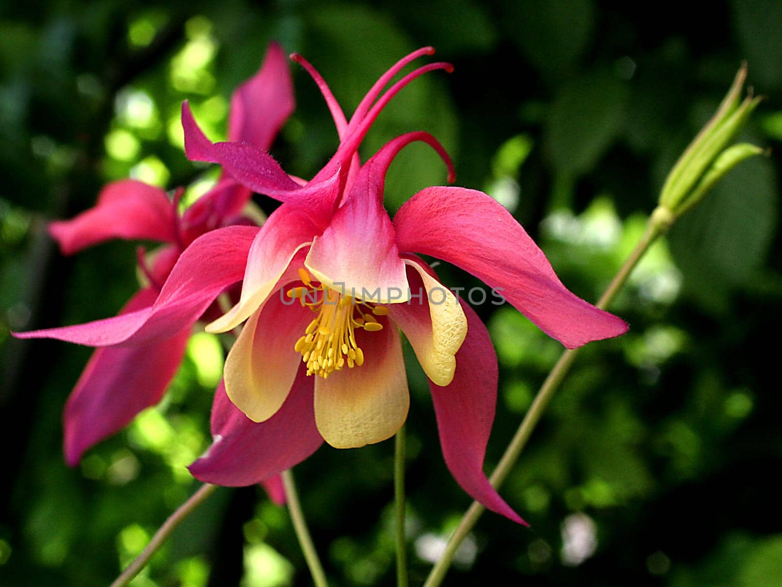 columbine