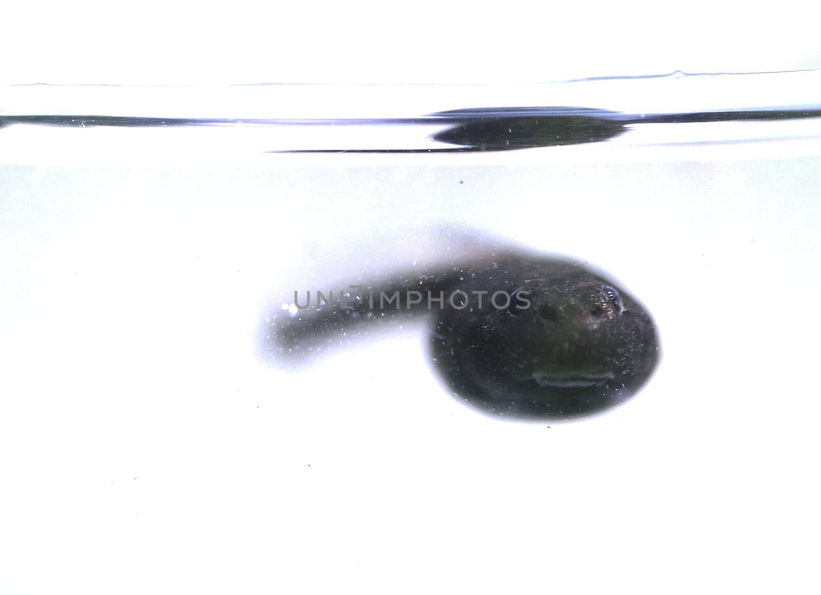 ... and kiss me,for I am an enchanted prince whom an evil photographer has turned into a tadpole!