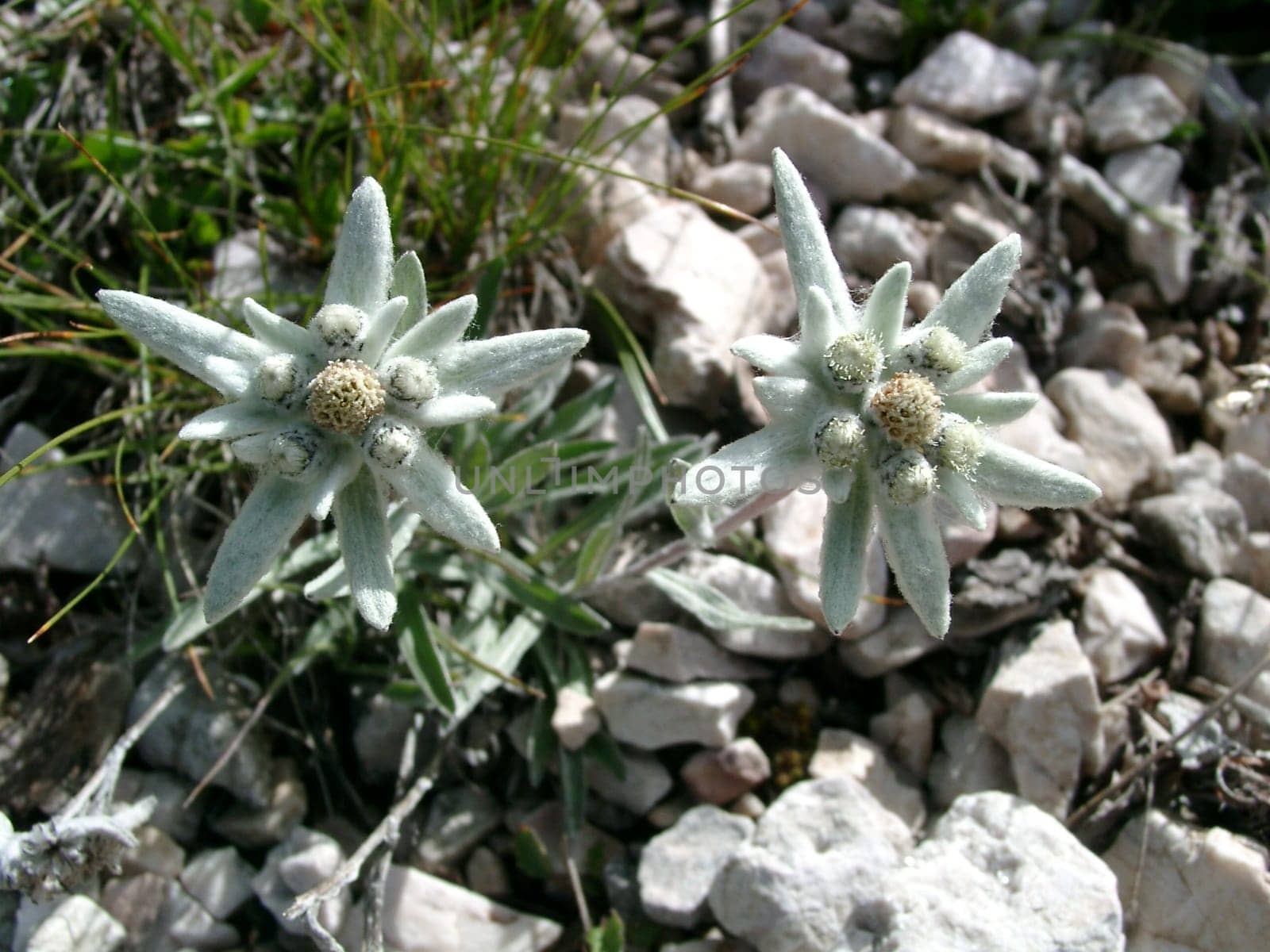 Edelweiss
