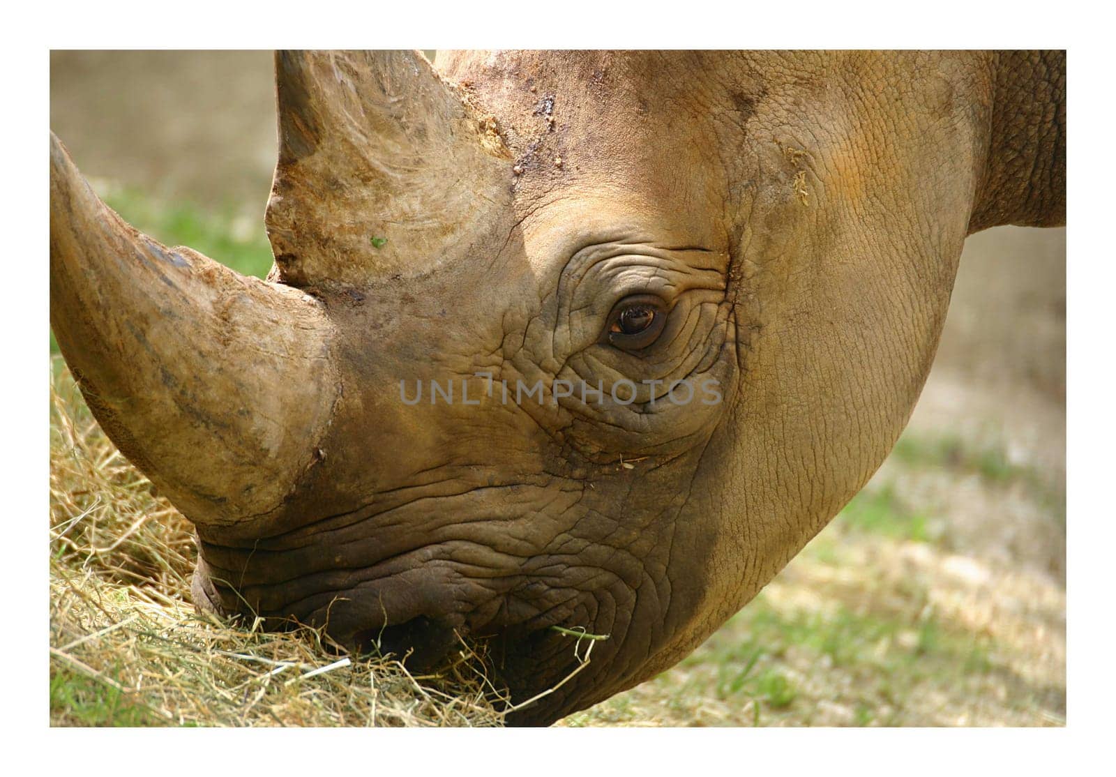 Rhinoceros