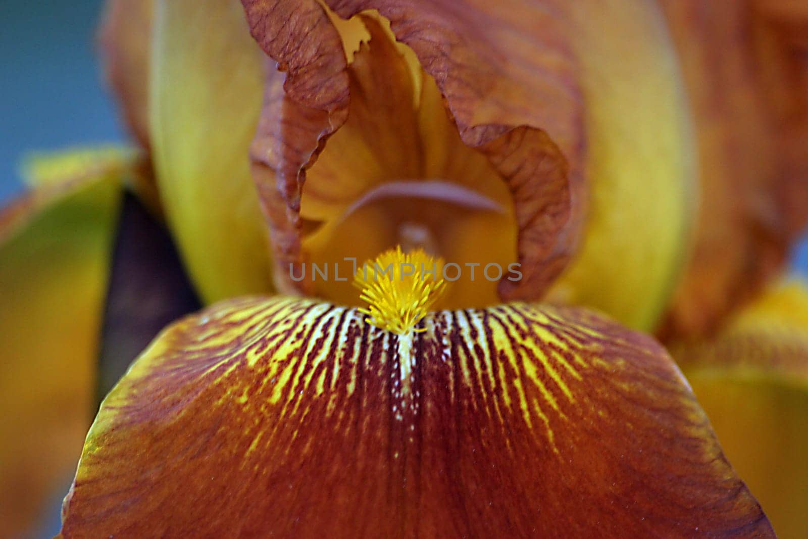 golden bearded irises