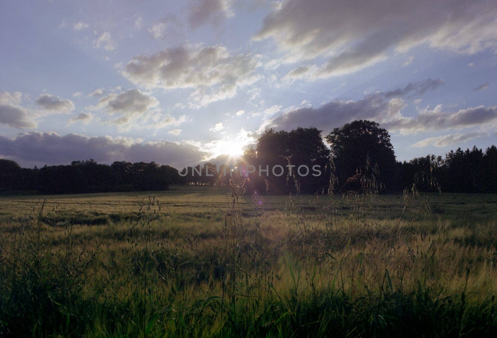 In the evening at the cornfield