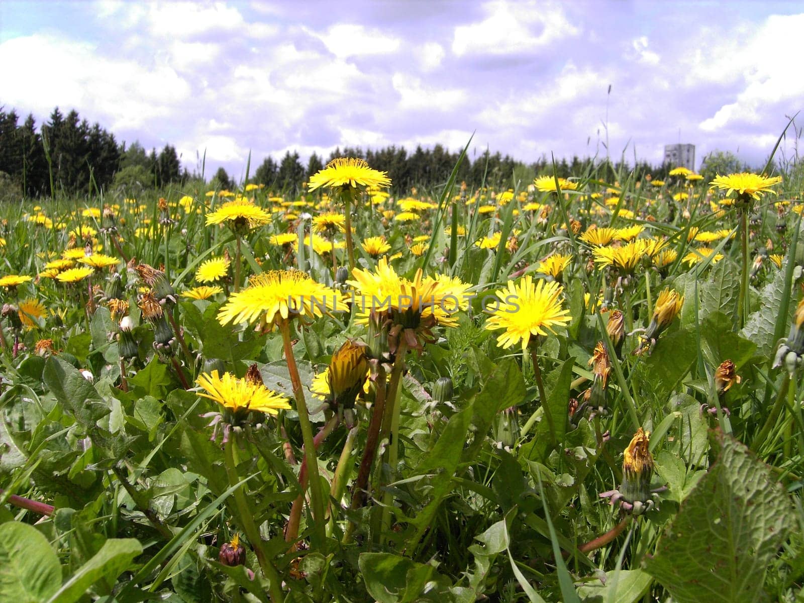 Dandelion