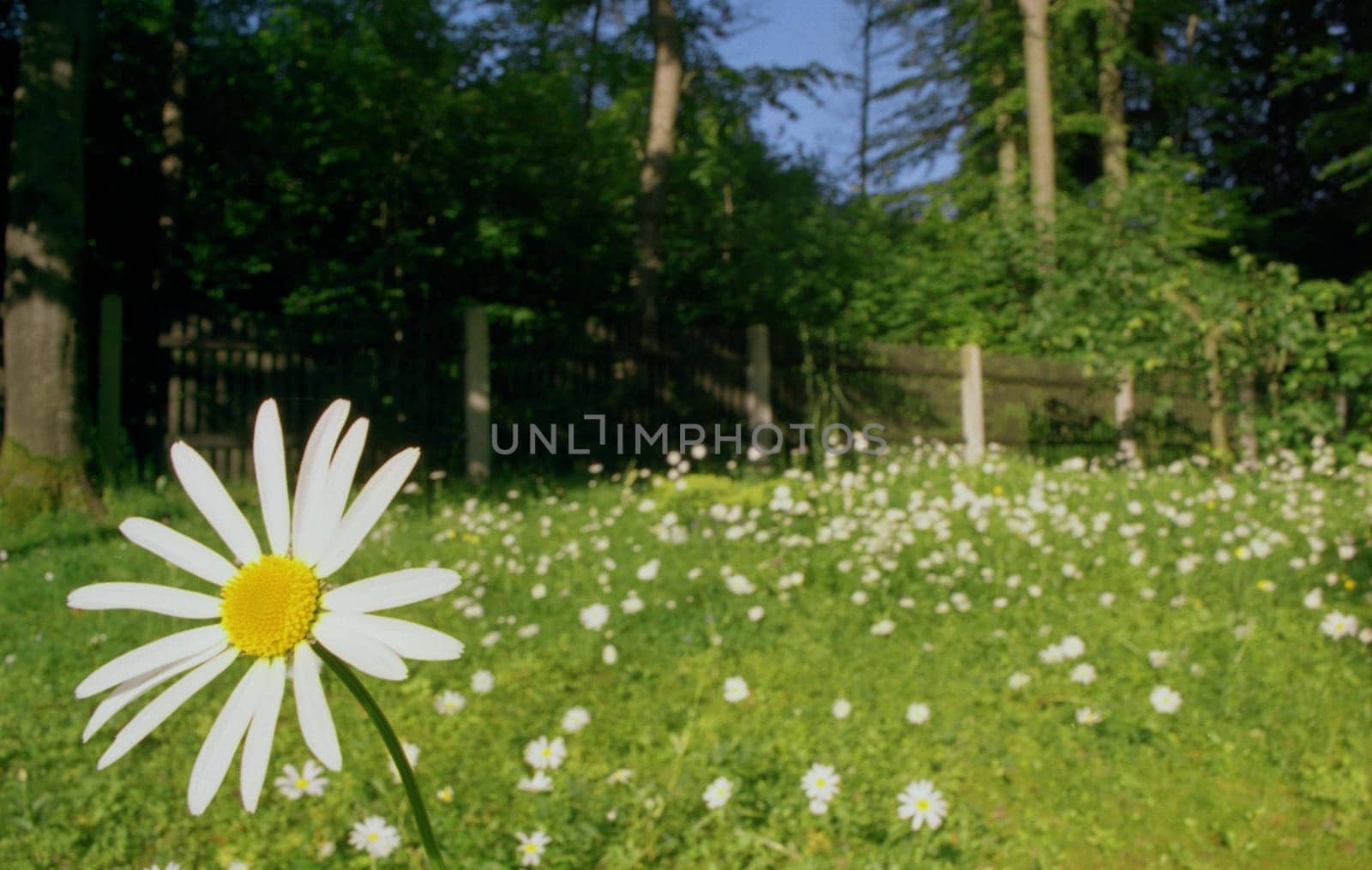 from a distance of approx. 15cm to the film plane,with SIGMA 24mm macro II,aperture 16,1/30s