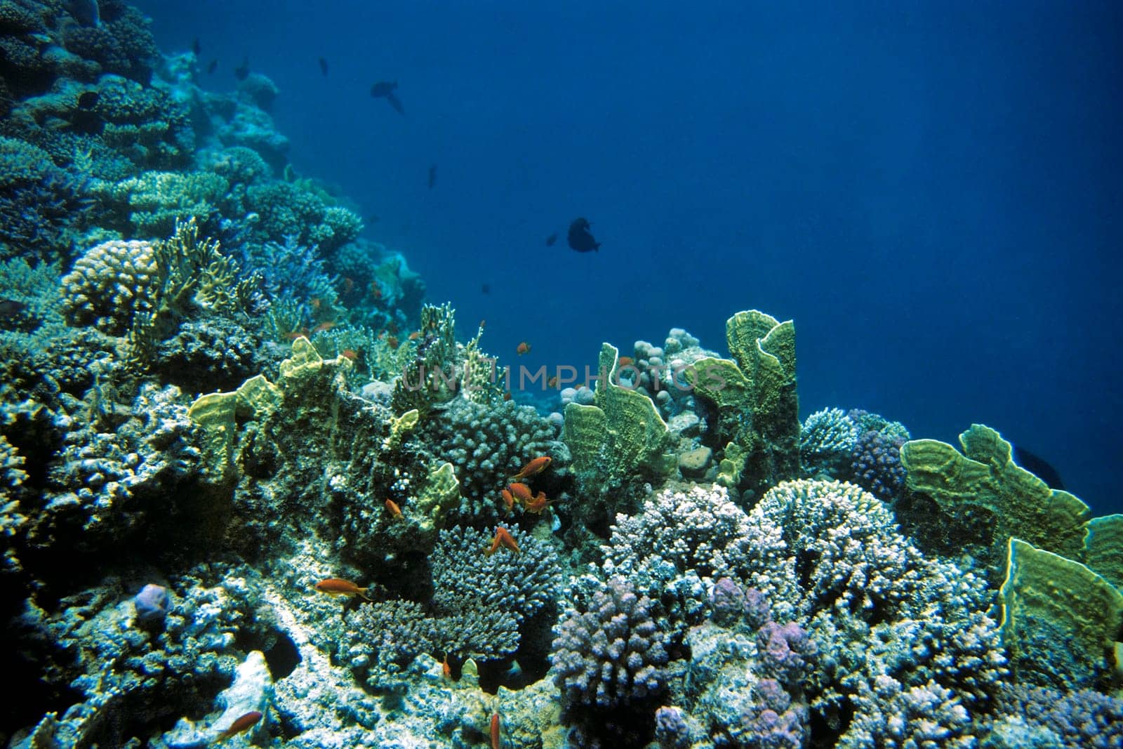 Coral Reef,Red Sea