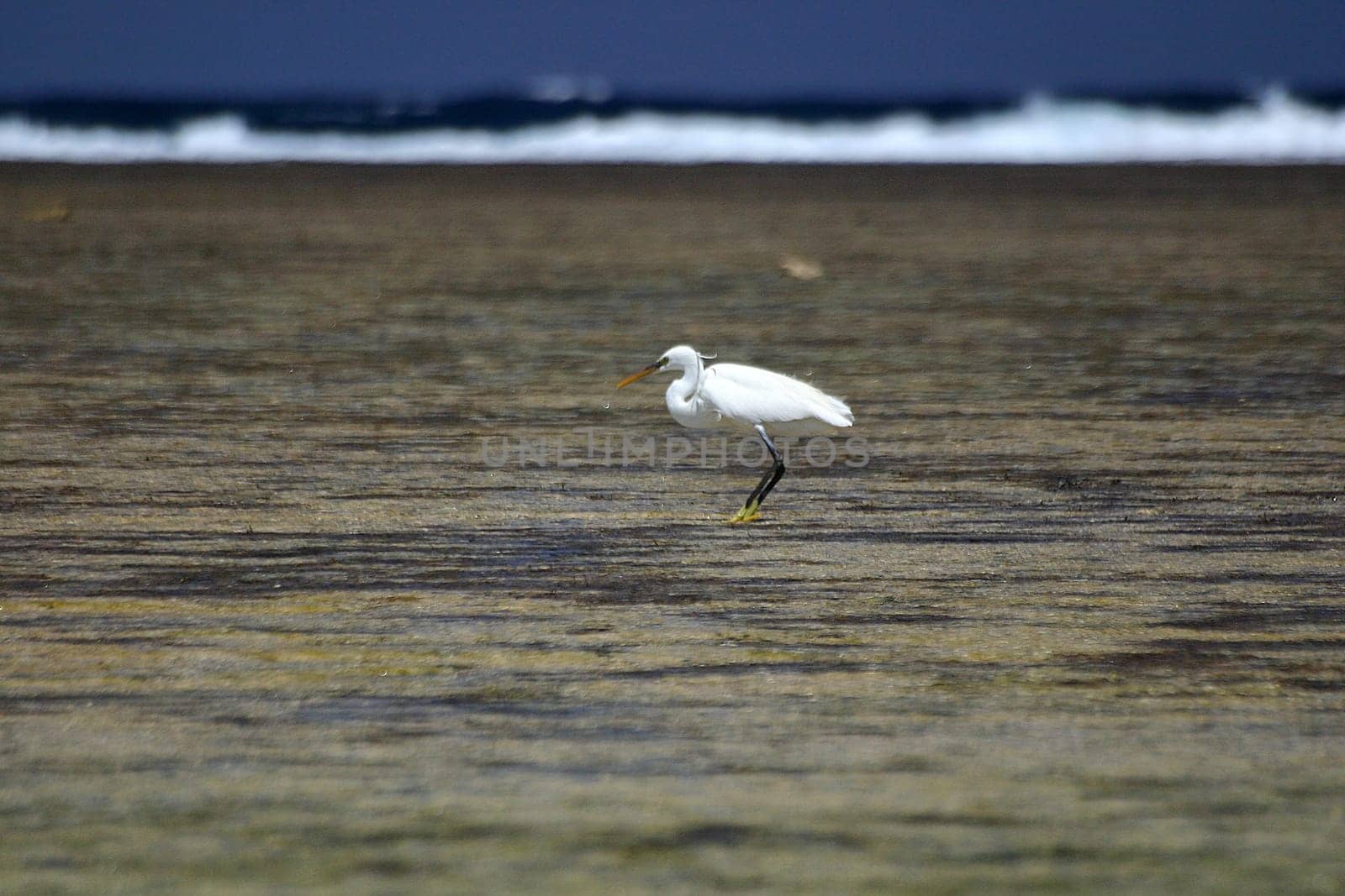 Hunting heron,Egypt