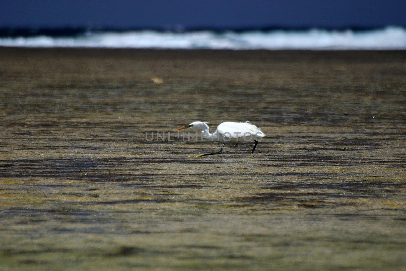 Hunting heron,Egypt