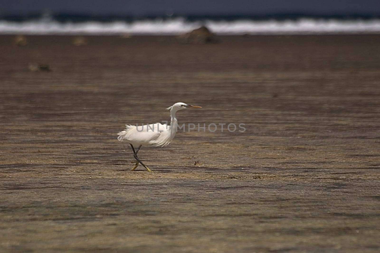 Hunting heron,Egypt