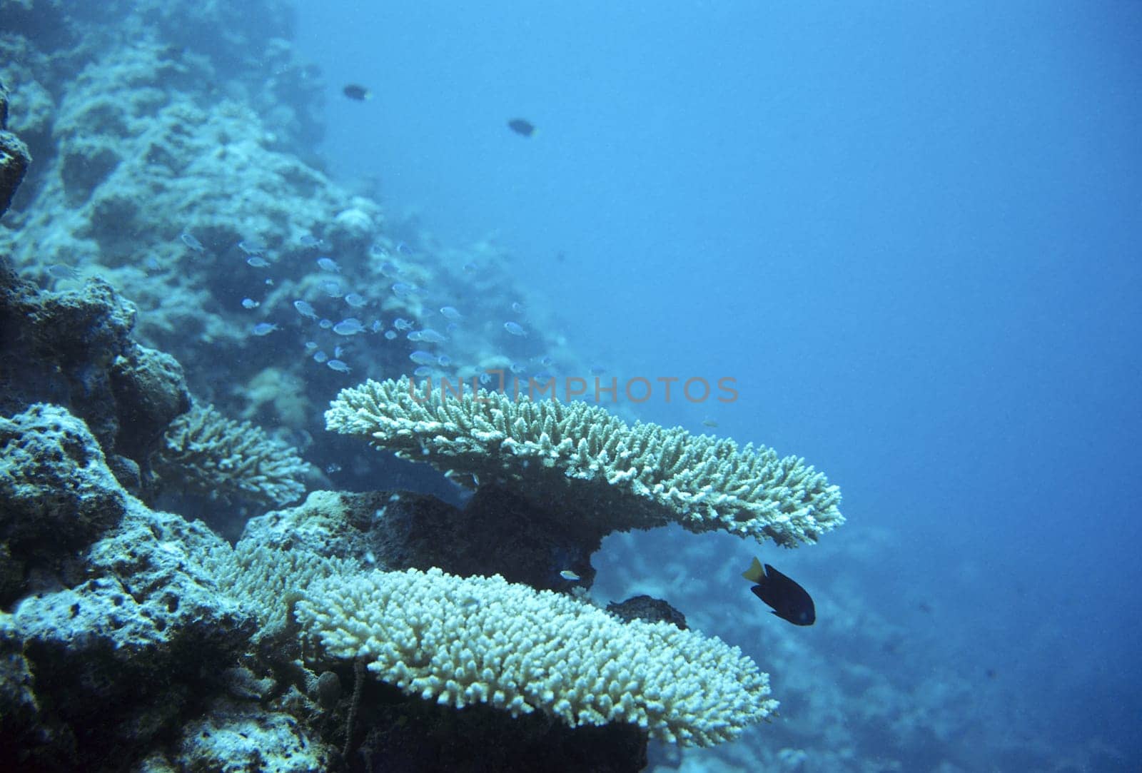 Table corals,Maldives