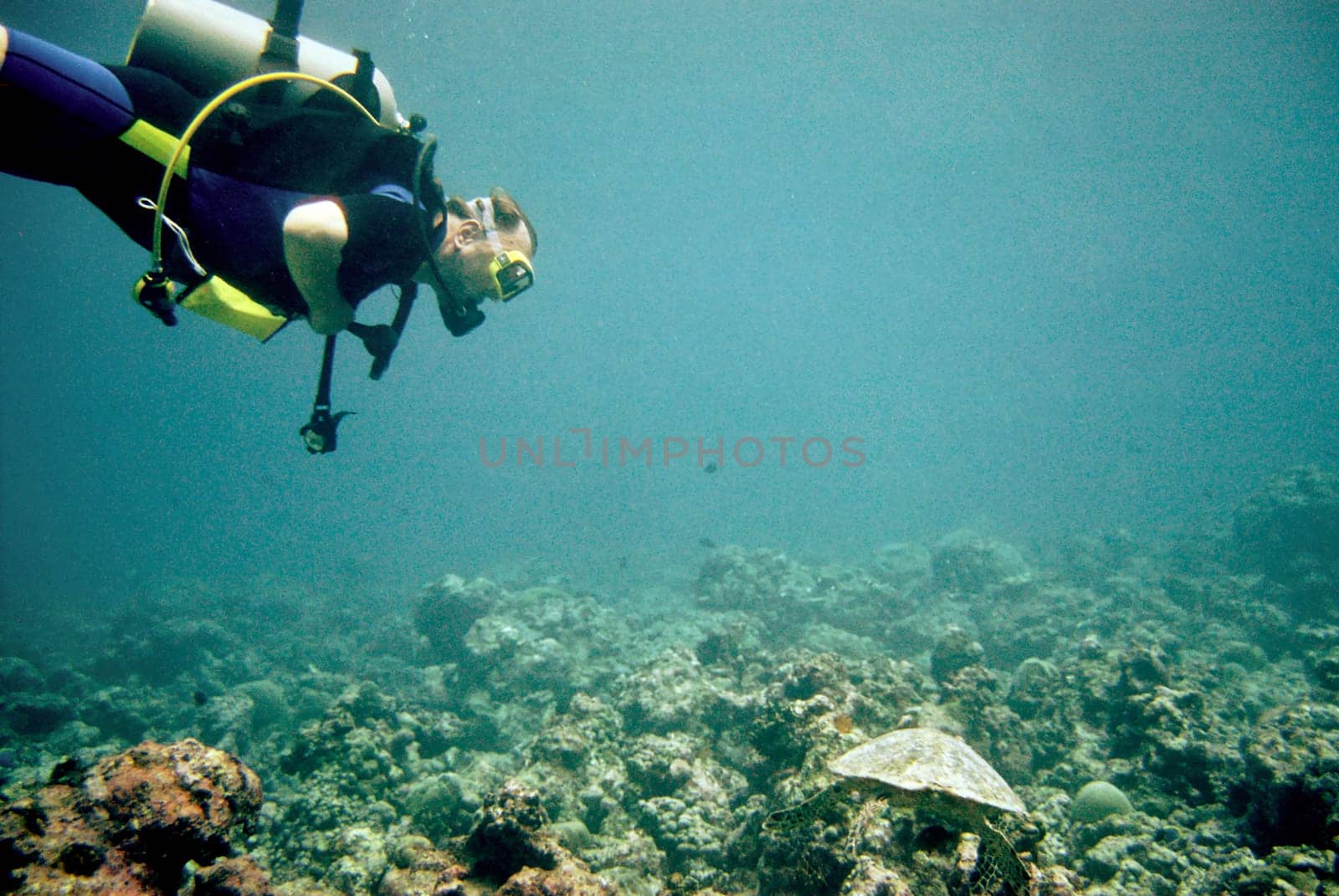 Sea turtle and diver,Maldives