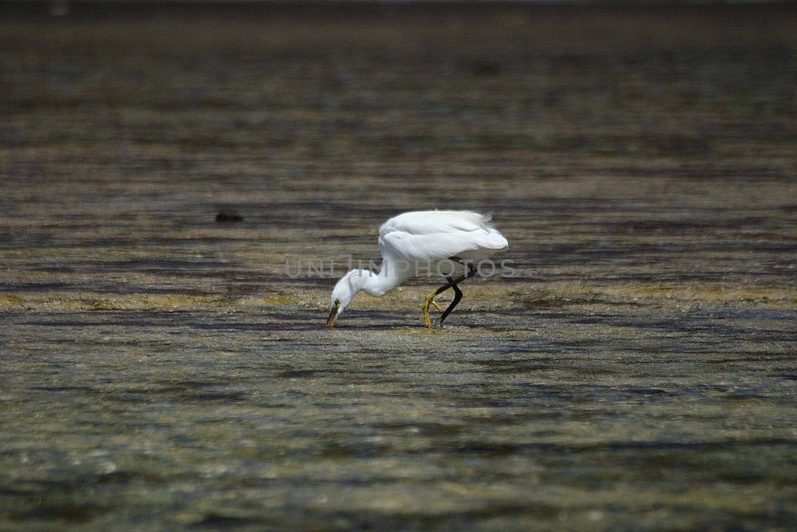 Hunting heron,Egypt