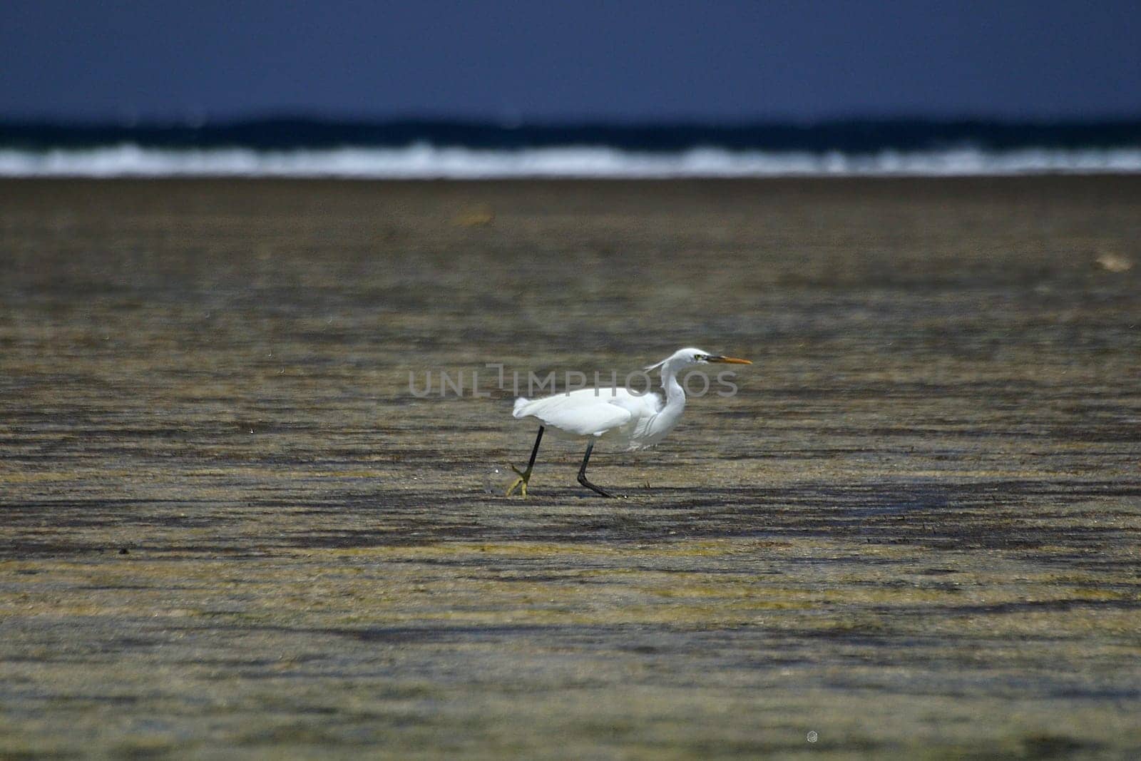 Hunting heron,Egypt