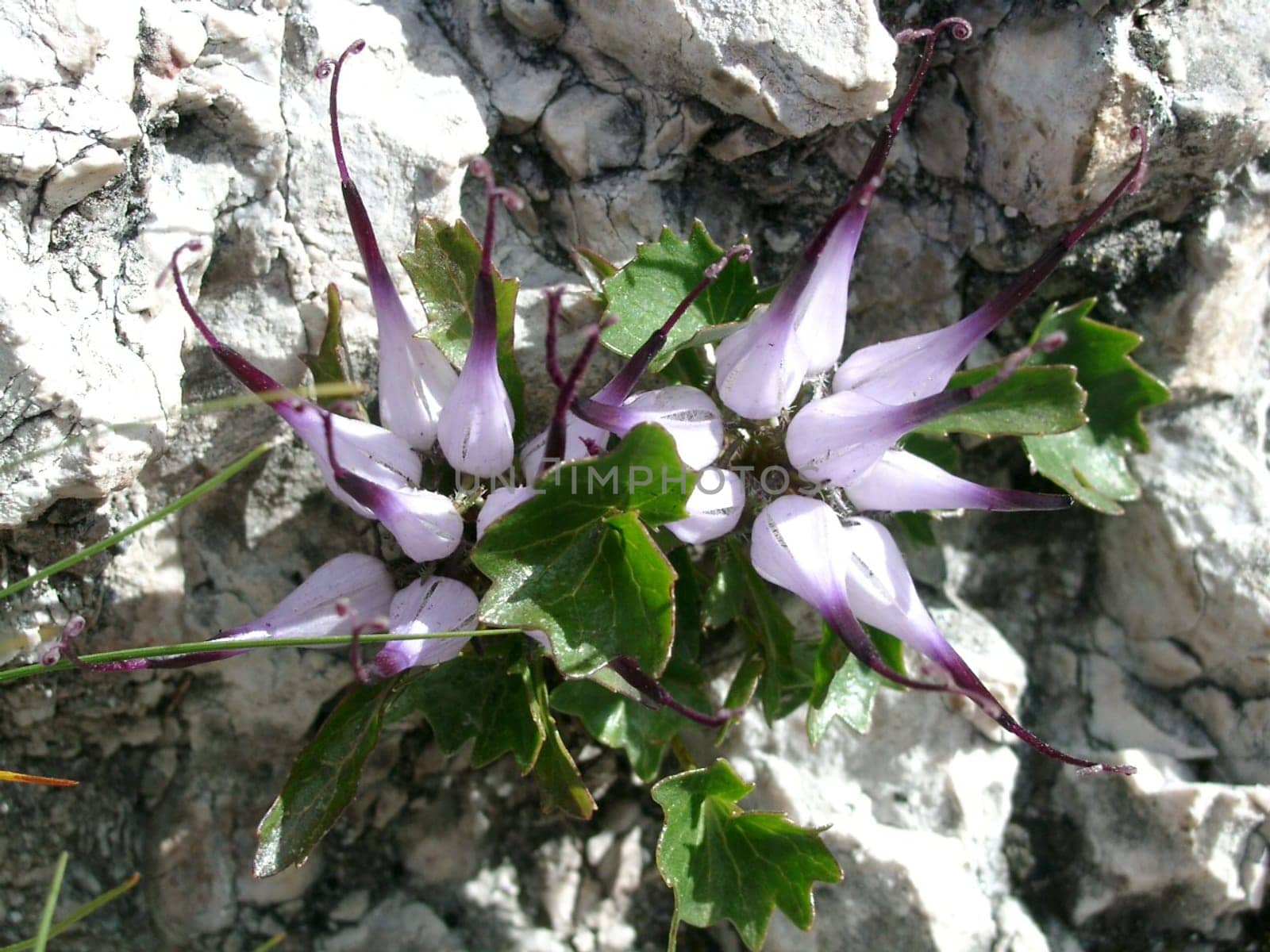 Rampion