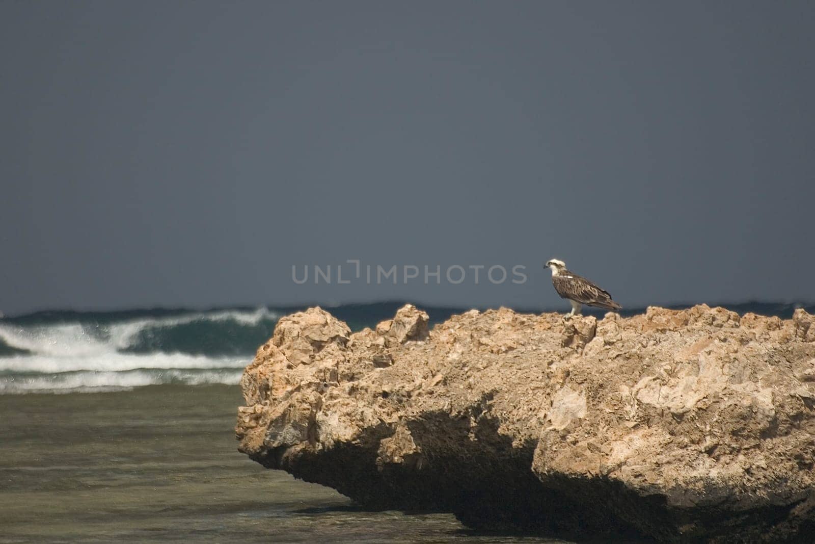 White-tailed eagle,Egypt